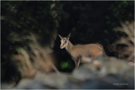 <p>KAMZÍK HORSKÝ (Rupicapra rupicapra) Lužické hory, Studenec ---- /Chamois - Gämse/</p>